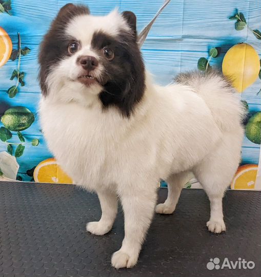 Немецкий шпиц мальчик вязка