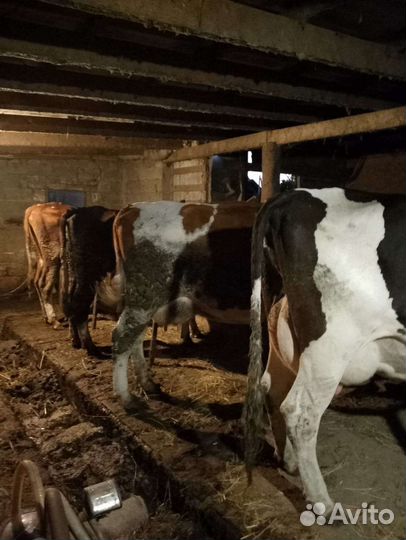 Коровы дойные молочные