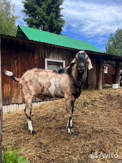 Нубийский козёл