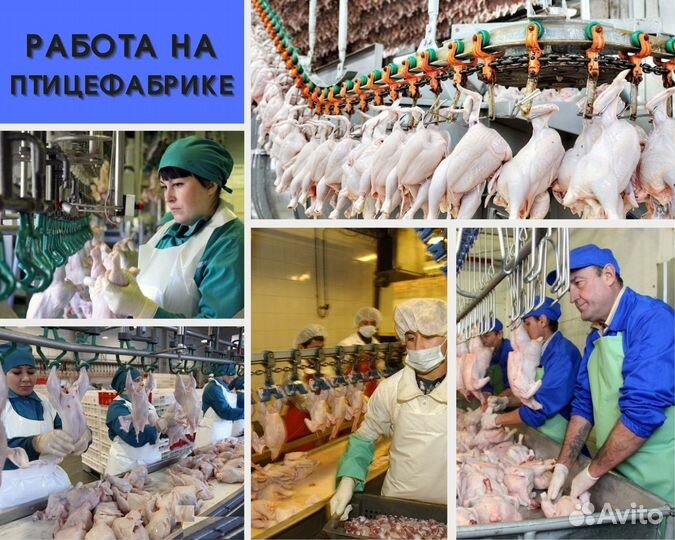 Работа на птицефабрике(вахта) Белгород, В.Новгород