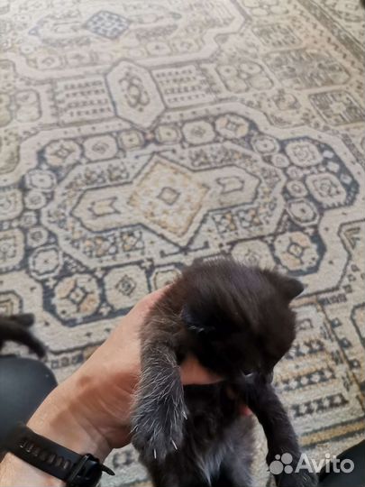 Котята в добрые руки бесплатно