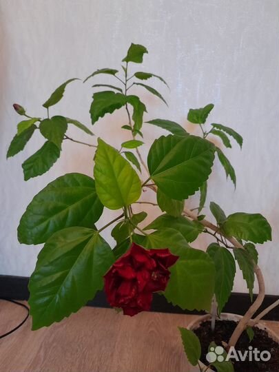 Роза китайская Гибискус