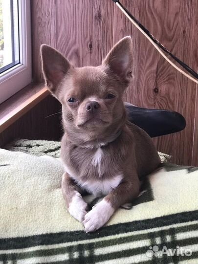 Вязка чихуахуа