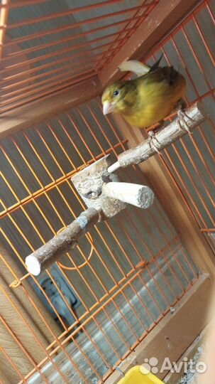 Кенар поющий