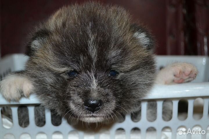 Акита ину щенки