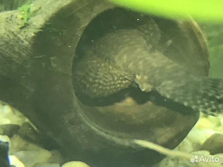 Грот для рыб коряга