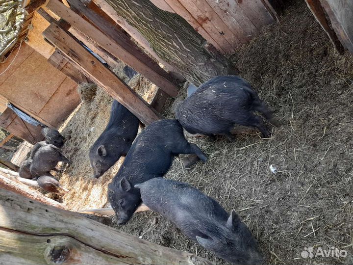 Вьетнамские вислобрюхие поросята