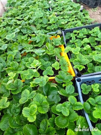 Рассада для оптовиков