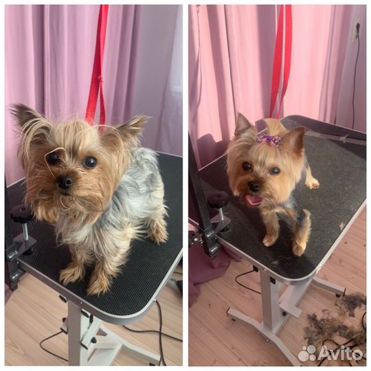 Груминг собак