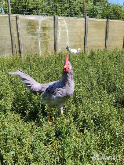 Петушки на племя