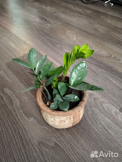 Замиокулькас