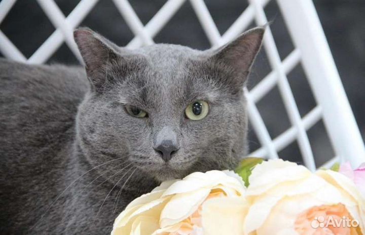 Отдам кота