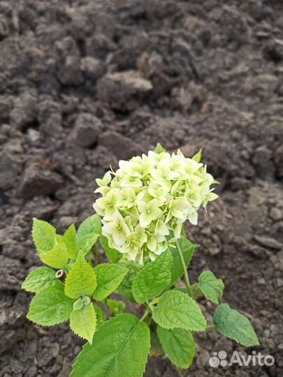 Гортензия древовидная анабель