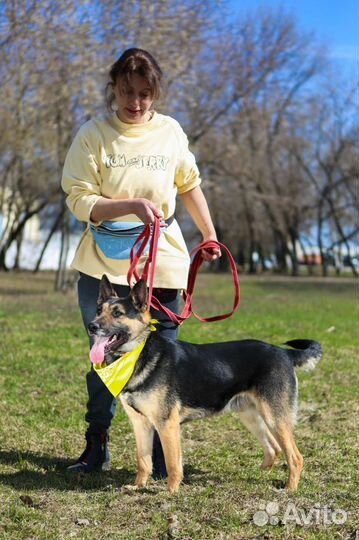Лукум, собака из приюта Некрасовка