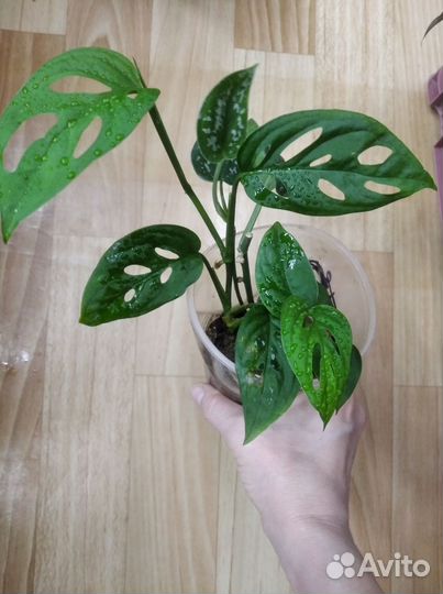 Комнатные растения