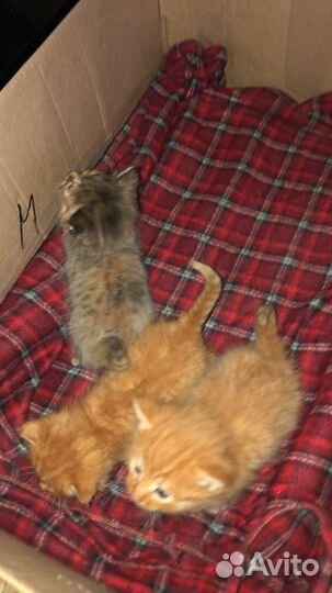 Котята мейн-кун метис
