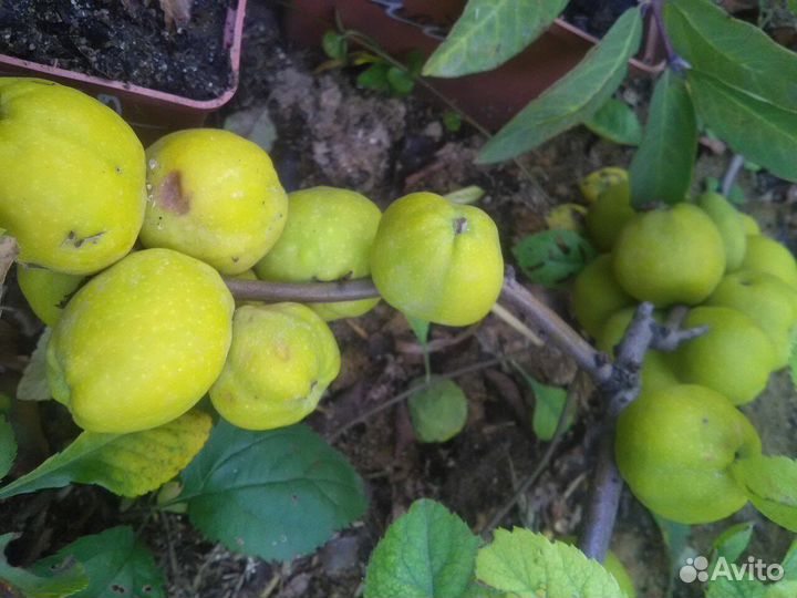 Айва японская хеномелес