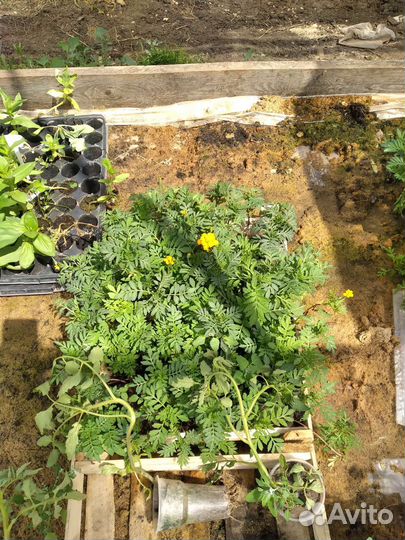 Рассада петунья