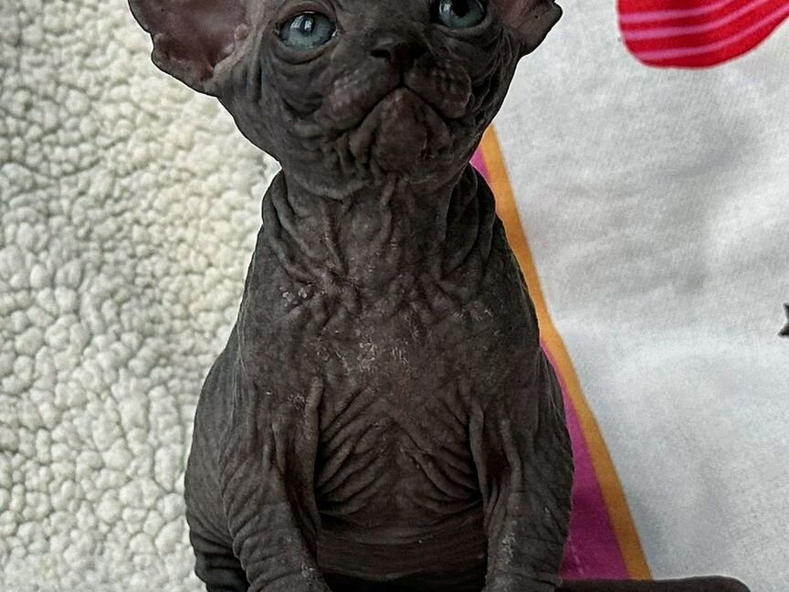 Top quality dbe sphynx boy