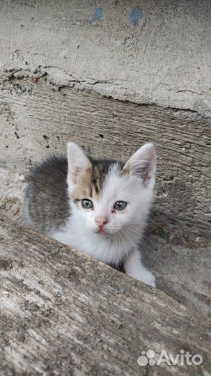 Котята в добрые руки бесплатно