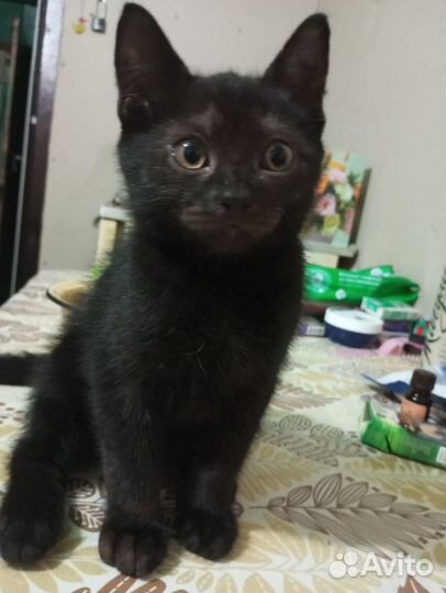 Котики в добрые руки