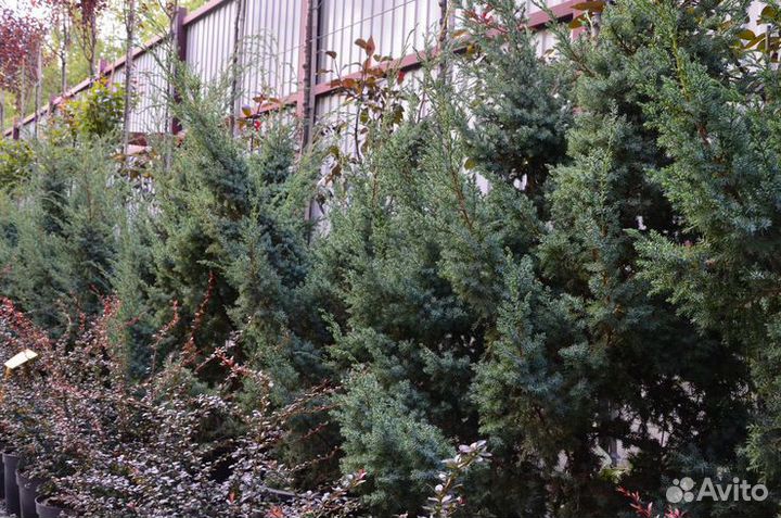Можжевельник китайский Блю Альпс