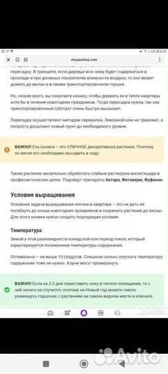 Ель канадская коника