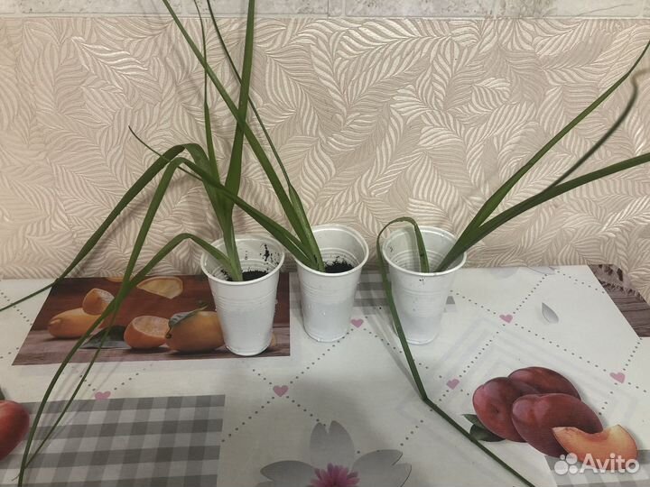 Индийский лук