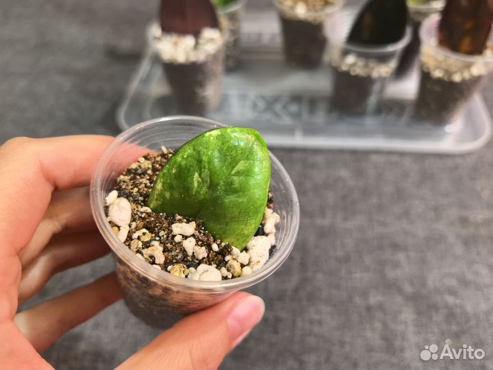 Замиокулькас вариегатный супер набор