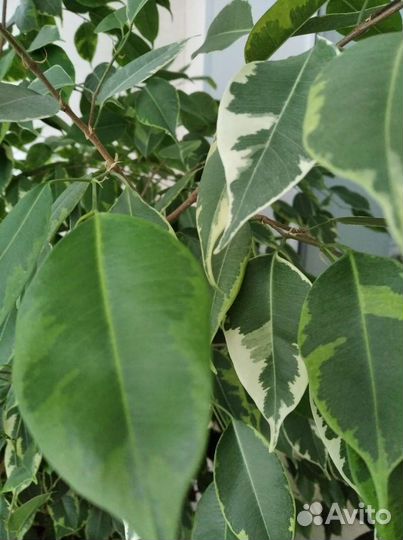 Фикус бенджамина