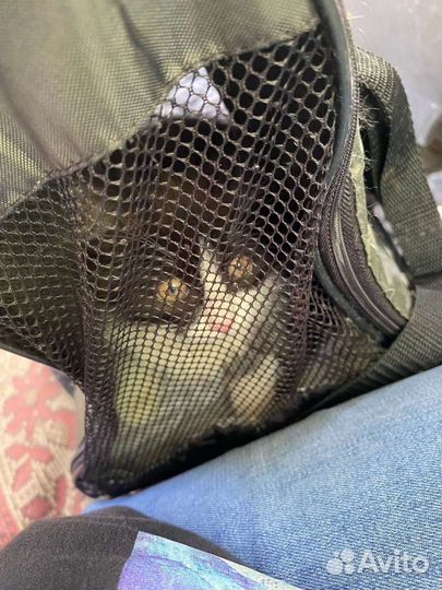 Котëнок