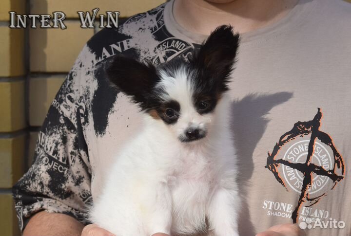 Щенок папийона