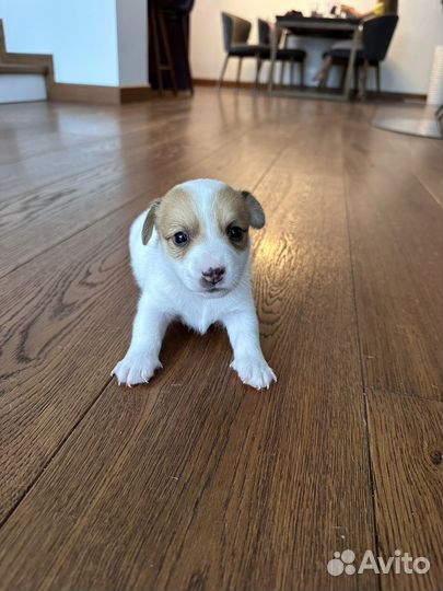 Джек Рассел терьер