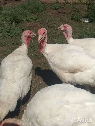 Индюки Биг 6 и петушки.Домашные