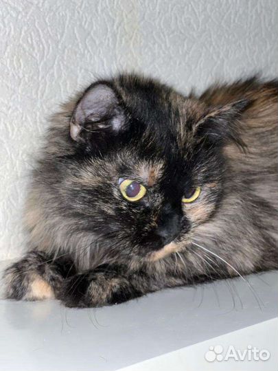 Кошка в поисках Дома