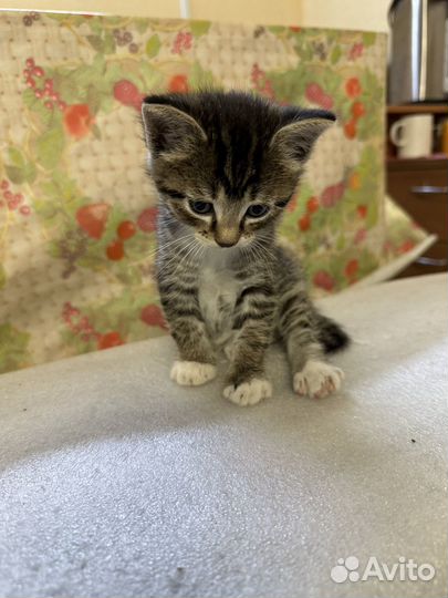 Кошка 