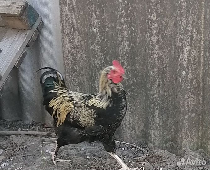 Продаю петухов
