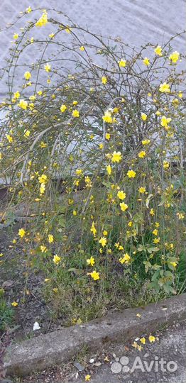 Продаю плодовые деревья