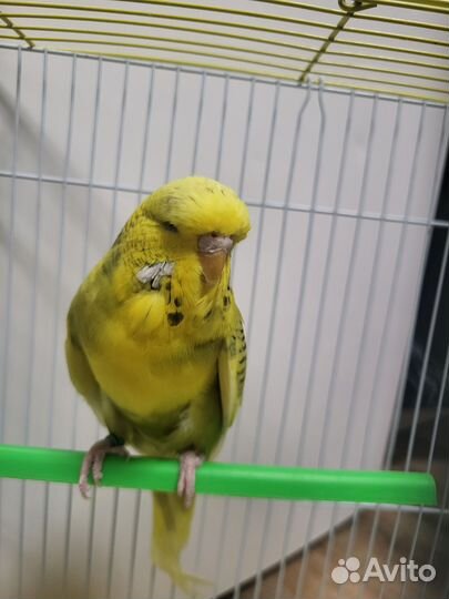 Волнистый попугай