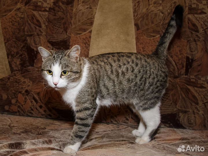 Кошки в добрые руки бесплатно