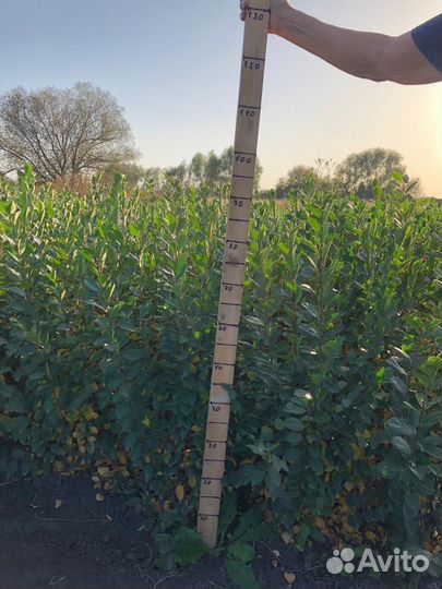 Кизильник блестящий