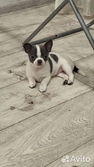 Чихуахуа мини девочка