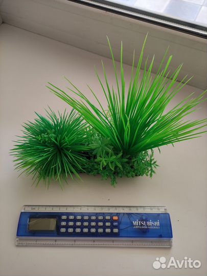 Растения для аквариума