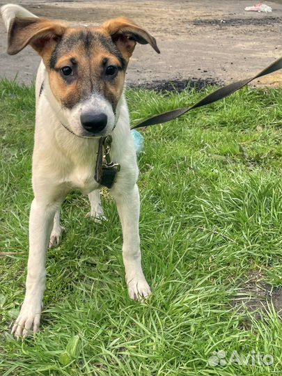 Собака в добрые руки щенок