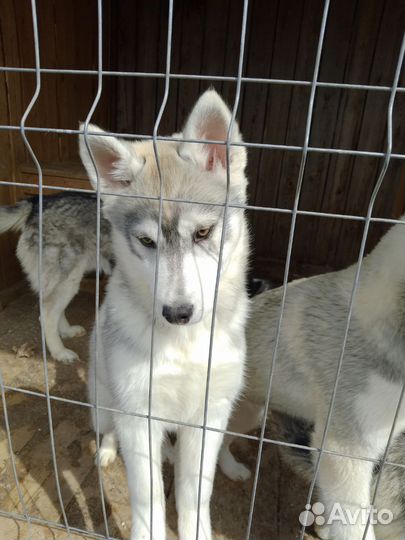 Щенки Хаски