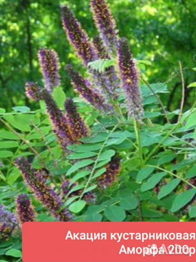 Альбиция, кизильник блестящий