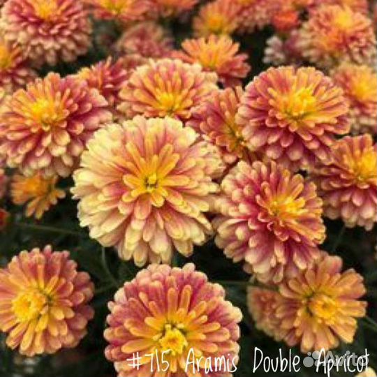 Аргирантемум Вегетативный (в ассортименте)