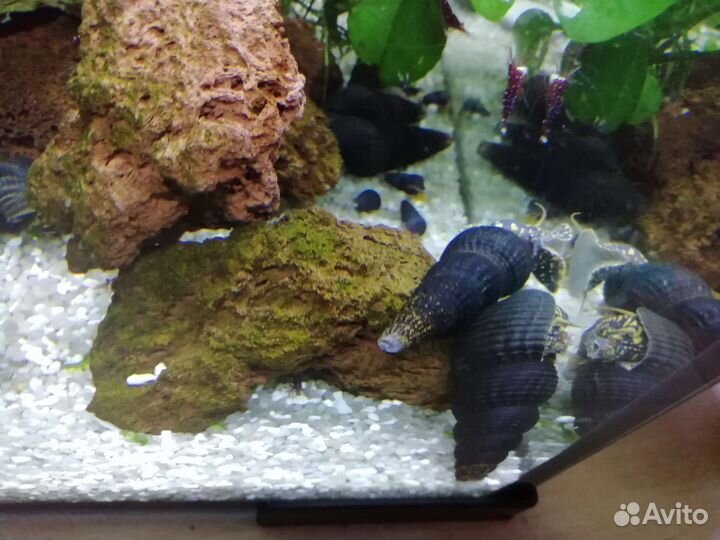 Sulawesi Kardinal.Taiwan. P.B.L