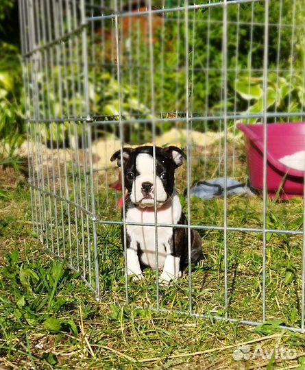 Щенки бостон терьер