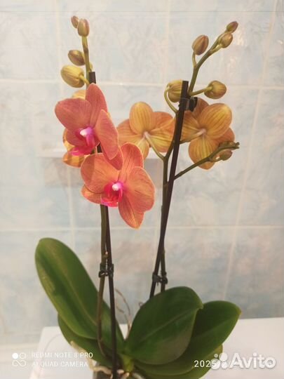 Орхидея фаленопсис Сурф Сонг 2 цветоноса